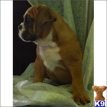 English Bulldog Puppies in FL
